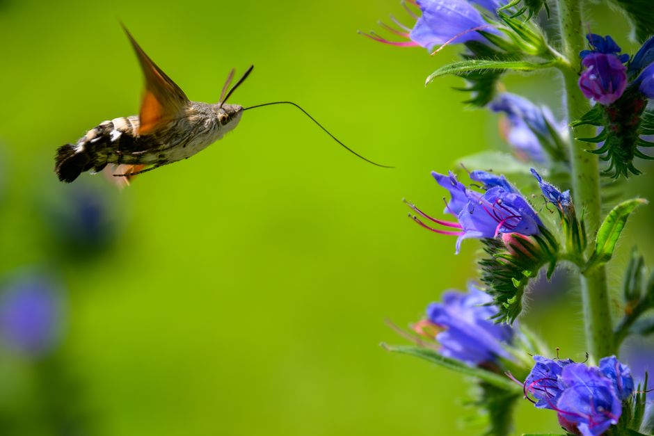 Understanding the Moth Threat to Velvet Curtains