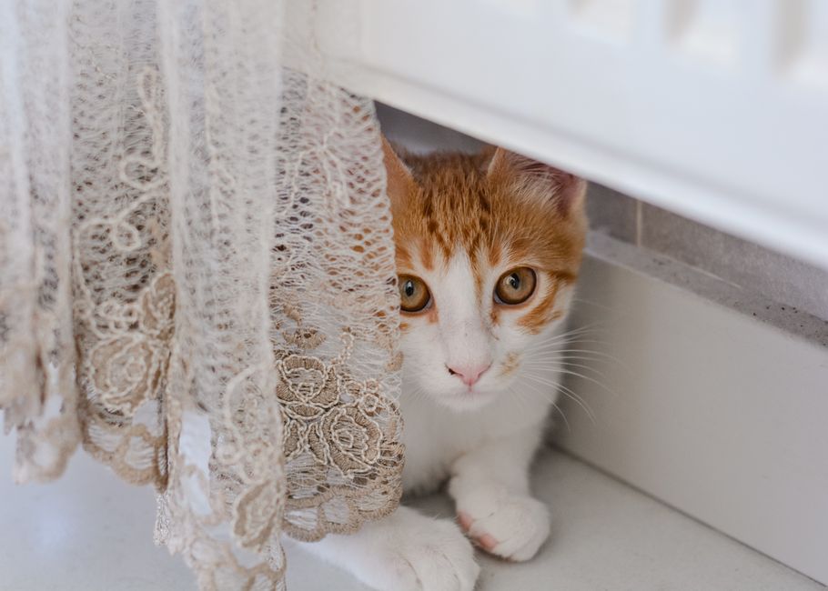 Key Features to Look for in Cute Blackout Curtains