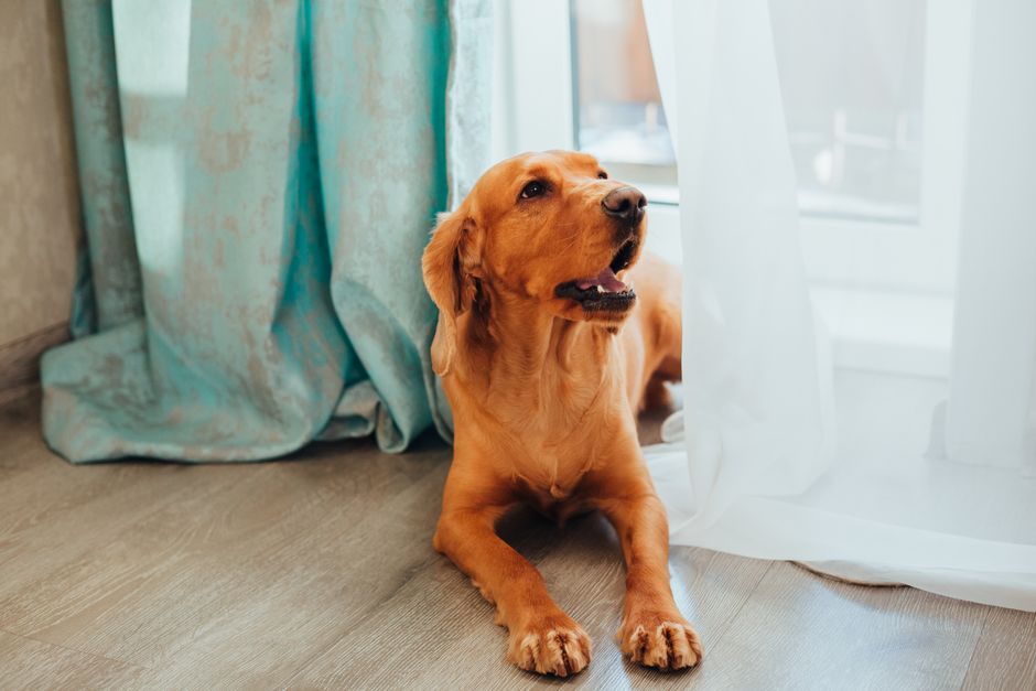 Why Pet-Friendly Curtains Matter